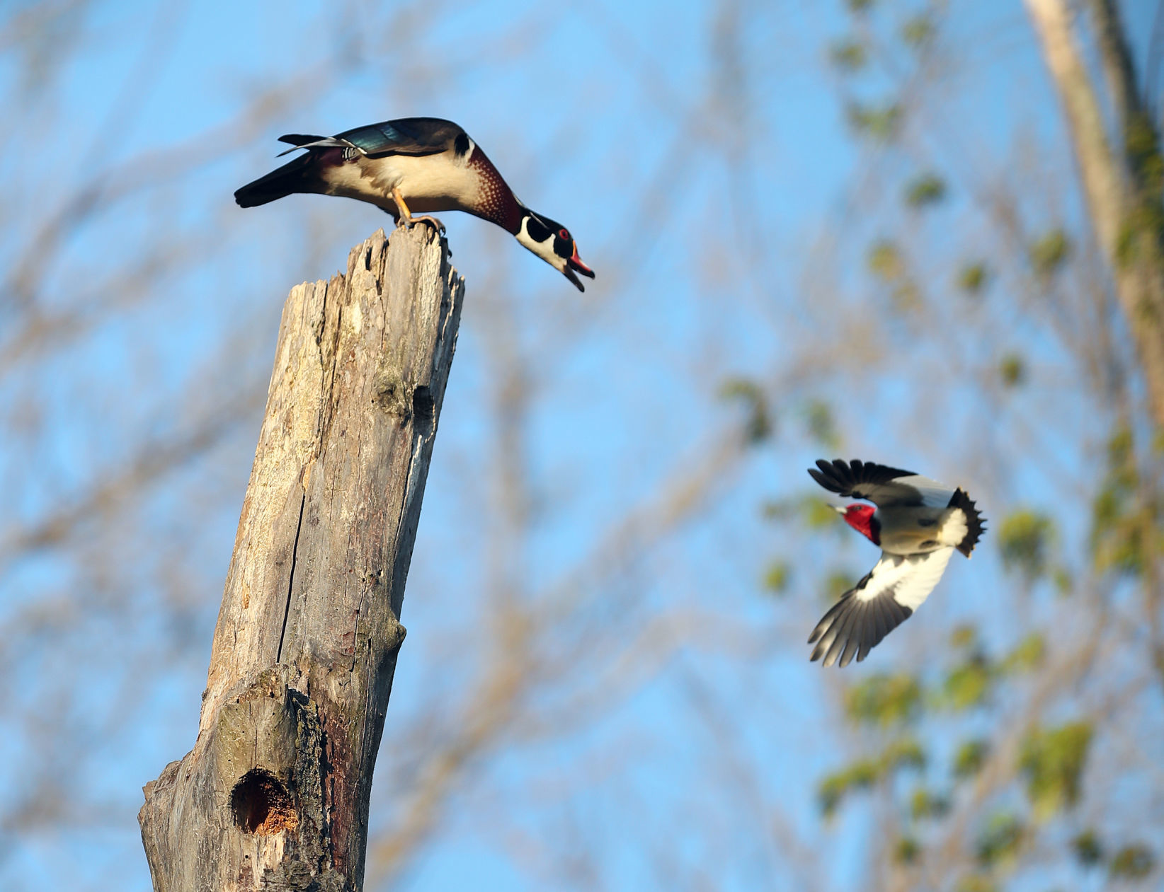 050920bp-wood-duck-woodpecker